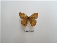 藏品(白漪波眼蝶)的圖片